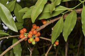 Image result for Dictyophleba