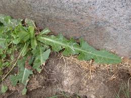 Image result for Sonchus bipontini