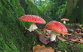 Borrowed from latin fungus (mushroom). Fungus In The Forest How Pathogens Drive Rainforest Diversity Yale Environment Review