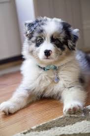 With thousands of red heeler puppies for sale and hundreds of red heeler dog breeders, you're sure to find the perfect red heeler puppy. Blue Merle Aussie Pup Cheap Buy Online