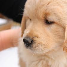 We are delighted to announce that leia is confirmed with pup. Pride Of The North Golden Retrievers Home Facebook