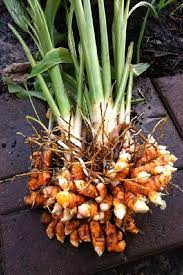 Growing Turmeric In Pots How To Grow Turmeric Care Uses Benefits Grow Turmeric Turmeric Plant Growing Vegetables