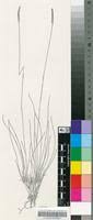 Image result for Microchloa altera