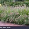 Moudry fountain grass can be useful in the landscape along woodland borders, in mass plantings, in containers or planters, as a border or edger, around decks, swimming pools, and other outdoor living areas, as an accent, in landscape beds or islands, in small groupings or in medians and also in theme. Https Encrypted Tbn0 Gstatic Com Images Q Tbn And9gcsjg9zncct52znej0jxp285cmefoshypoegijf05qkws H Zbzu Usqp Cau