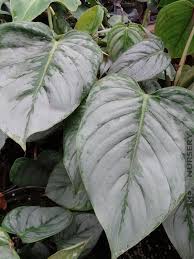 Xl Tropical Philodendron Sodiroi Ornatum Sk Silver In 2020 Philodendron Philodendron Plant Plant Leaves