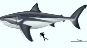 Jd3sp4o0y și 3 alți utilizatori consideră că acest răspuns este de ajutor. MÄƒrimea InfricosÄƒtorului Megalodon A Fost DezvÄƒluitÄƒ De Paleontologi StiinÅ£a Online