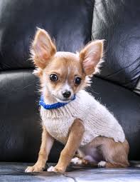 Es kommt ganz selten vor, dass in italien ein hund aus dem tierheim adoptiert wird. Chihuahua In Not Chihuahuaseite De