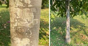 Image result for Treculia