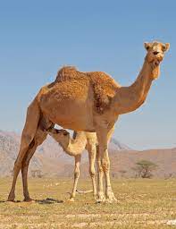 For one thing, camel milk does not contain the same proteins that people are often allergic to in cow's milk. Camel Milk What You Need To Know About This Trend Lindsey Elmore