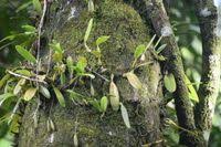 Image result for Bulbophyllum longiflorum