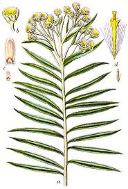 Image result for Philyrophyllum schinzii
