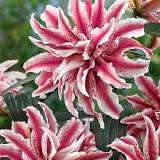 what is the price of The Adventures of the magic star from www.farmergracy.co.uk