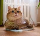 A Handsome Heartthrob Named Hosico - The Purrington Post