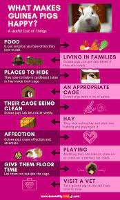 Pin On Guinea Pig Care