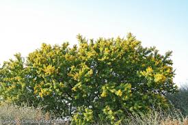 Image result for Acacia karroo