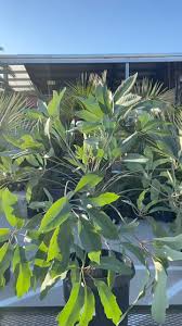 Image result for Cussonia corbisieri