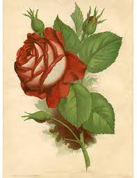 Check spelling or type a new query. 9 Red Rose Images Pictures And Printables The Graphics Fairy