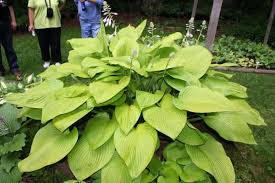 This beautiful golden hosta comes from an olga petryszyn cross of h. Hosta Photo Library
