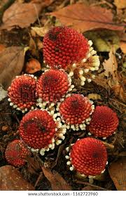 Image result for Balanophoraceae