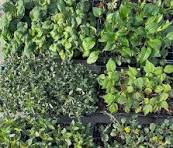 NC Native Plant Forum | Facebook