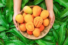 Can Rabbits Eat Mangoes Vet Explains Pets