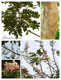 Image result for Gliricidia