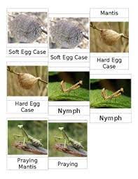 The adults in both orders display a particular wing venation pattern on their forewings. Life Cycle Of Praying Mantis 3 Part Cards By Ms Shanny Creates Tpt