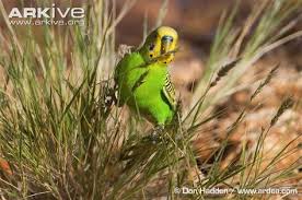 Budgerigar Photo Parakeet Bird Budgerigar Bird