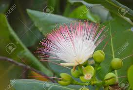 Image result for Barringtonia asiatica