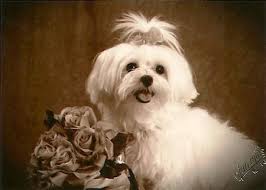 First, use a whitening shampoo while washing your dog's hair. How To Keep A Maltese Dog Coat As White As Snow