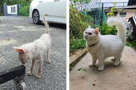 Maybe you would like to learn more about one of these? Awalnya Kurus Dan Tak Terawat Lihat Perubahan Kucing Ini Setelah Diselamatkan Oleh Pecinta Hewan Baik Hati Semua Halaman Kids