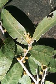 Image result for Lecaniodiscus