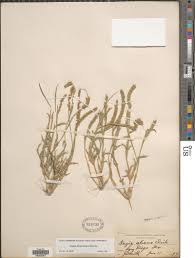 Image result for Tragus berteronianus