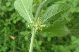 Image result for Acanthospermum hispidum