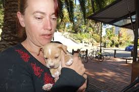 Don't go after menacing dog breeds, owners say