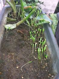 Almaklumlah anak berderet, tak sempat nak jenguk sebab banyak fokus kerja rumah. Mudah Sangat Tanam Pokok Ketumbar Benih Beli Ketumbar Timbang Kilo Tabur Dalam Pasu Vanilla Kismis Plants Vegetables Celery