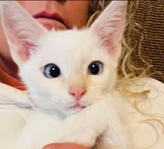 Cute Kitten Photo and Cat Behavior Discussion