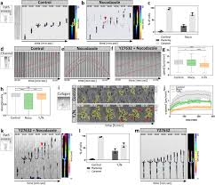 Microtubules Control Cellular Shape And Coherence In