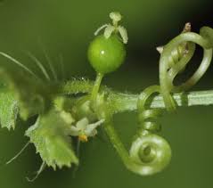 Image result for Ctenolepis cerasiformis