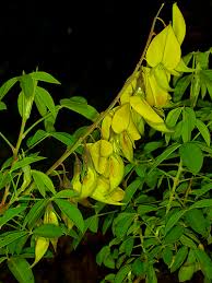 Image result for Crotalaria agatiflora