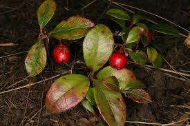 Image result for Galenia procumbens