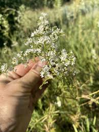 Image result for Galium scabrellum