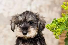 Breeders directory covers all regions of uk including england, scotland, wales and northern ireland. Toy Schnauzer Puppies For Sale Uk Toywalls