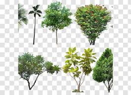 Evergreen landscape inc is a company that has been providing incredible landscape designs and maintenance for over 15 years around the local area. Landscape Architecture Architectural Rendering Tree Design Evergreen Transparent Png