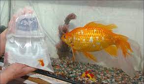 No matter how much or often you feed. Why And How Do Goldfish In The Wild Get So Big Quora