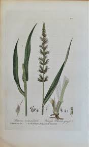 Image result for Setaria verticillata