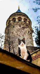 Galata Tower Istanbul By Yasar Koc Kedi Istanbul