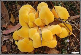 Do you know what's going on with your yellow, thick toenails? Bracket Fungi