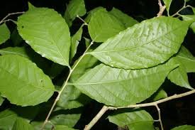 Image result for Homalium