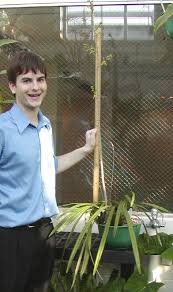 Image result for Oeceoclades decaryana